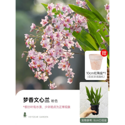 海蒂的花园 梦香文心兰 粉色 8cm盆 盆栽