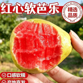 红心奶油芭乐鲜果树上熟产地直发软糯香甜软心番石榴