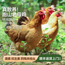 乡公馆 农家散养 土鸡  包装 整只 1100g