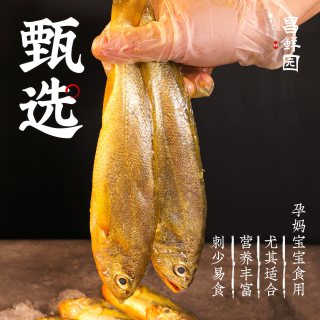 昌鲜园 舟山野生小黄鱼 500g 冷冻海鲜水产