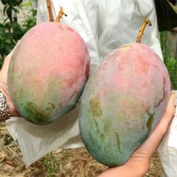双苑 四川攀枝花凯特芒果 9.5斤 新鲜水果
