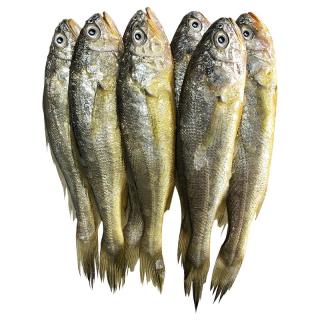昌鲜园 舟山野生小黄鱼 新鲜冷冻 海鲜水产