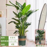 摩兜 鹤望兰 室内耐阴观叶植物 1.5-1.6米 大型绿植盆栽