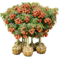 静黛轩 仙进奉荔枝树苗 粗2-2.5cm高100-120cm 嫁接果树