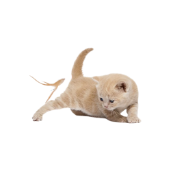 科万鸿 猫玩具羽毛弹力球运动球逗猫玩具球自嗨解闷神器猫咪互动消耗体力 三个装