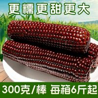 穗康 黑糯玉米新鲜甜糯真空黏玉米300g*10支