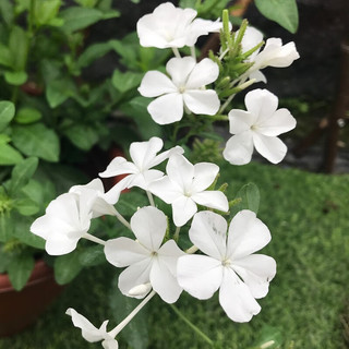 春沭 蓝雪花苗 白雪花带营养土不含盆 盆栽