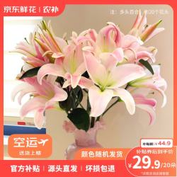 京东鲜花 百合花 20枝 色 鲜花
