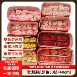 京东鲜花 随机色系玫瑰 30枝 40cm (2-3配色)