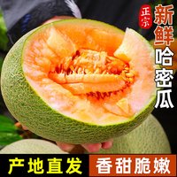 移动端：甘福园 海南 网纹瓜 3斤 实惠装