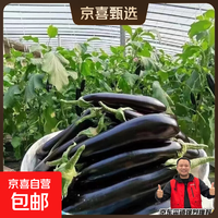 京东 现摘现发新鲜绿把黑茄新鲜蔬菜生鲜 绿把茄子 2斤 净重