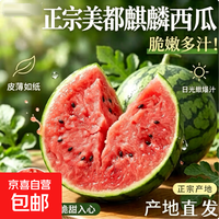 河南美都麒麟西瓜 新鲜头茬当季孕妇水果脆多汁有籽 净重6-8斤/个