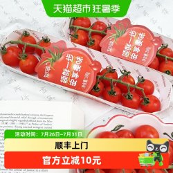 知翠 中国大陆串枝番茄 792g 礼盒装