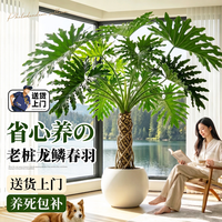 雅致 龙鳞春羽 高100cm-120cm大白几何树脂盆