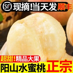 太湖阳山 中国大陆 阳山水蜜桃 礼盒装
