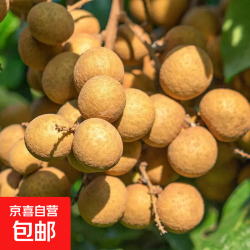 京东 百年老树正宗石硖龙眼现摘鲜发首推靓装5斤岭南鲜果汇石硖鲜龙眼 石硖龙眼净重3斤（适合两人共享）