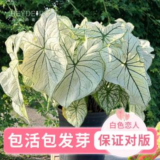 海蒂的花园 彩叶芋种球 白色恋人 直径2-3cm 球根