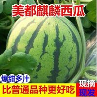 京喜加 麒麟 安徽 现摘西瓜 带箱5-6斤