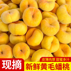 升阳农场 蒙阴彩虹蟠桃 4.5斤 净重 单果125g+