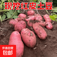 云南红皮土豆高原黄心土豆马铃薯红皮黄心洋芋减脂蔬菜 红皮土豆 1斤 单果1-3两