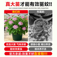 临雅 香叶天竺葵盆栽 驱蚊易活 含盆