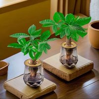 萌肉之家 发财树水培植物2盆