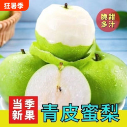 现摘砀山青梨4.5斤260g大果