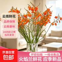火焰兰鲜花 10枝