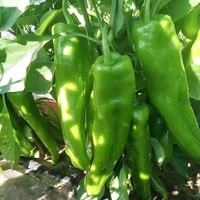 京喜 新鲜青辣椒尖椒牛角椒中辣皮薄饱满清脆辣椒炒肉下饭菜 带箱1斤