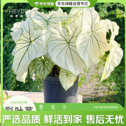 海蒂的花园 彩叶芋白色热植室内绿植盆栽书房桌面阳台客厅好养植物源头直发