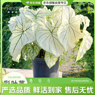 海蒂的花园 彩叶芋白色热植室内绿植盆栽书房桌面阳台客厅好养植物源头直发