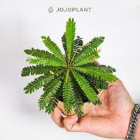 浇浇 植物火蕨酢浆草 生命树酢浆草 室内观叶鲜花花卉绿植盆栽浇浇植物超市 生命树酢浆草