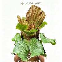 浇浇 植物鹿角蕨系列  鹿角蕨挂墙板植室内热植鲜花花卉绿植 浇浇植物超市 小木纹板木纹板象耳鹿角蕨