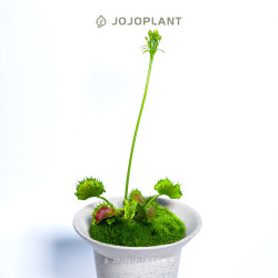 浇浇 植物食虫系列 捕蝇草猪笼草室内客厅鲜花花卉绿植盆栽 浇浇植物超市 饺子捕蝇草