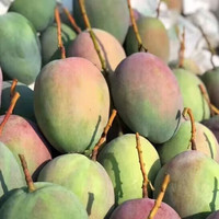 芒果 攀枝花凯特大芒果 含箱5斤