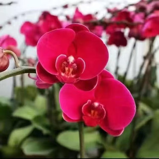 萌肉居 蝴蝶兰 1棵 盆栽