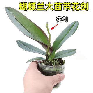 萌肉居 蝴蝶兰 1棵 盆栽