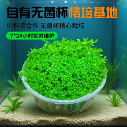 花百年 无菌杯日本高珍珠水草植物生态鱼缸造景阴性前中后景净水下叶草坪