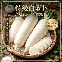 河南直发 现挖新鲜白萝卜 清脆香甜减脂蔬菜 白萝卜3斤
