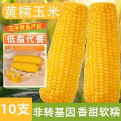 馋乡玉 黑龙江黄糯玉米 250g*10支/220g*10支/220g*8支/220g*3支/200g*3支