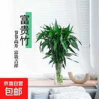 富贵竹60cm10枝+塑料花瓶1个（20*8cm）