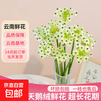 绿毛球天鹅绒混搭花束 10枝