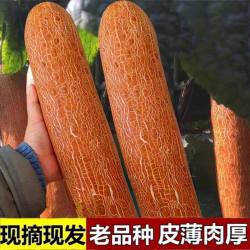回香创叶 东北老黄瓜新鲜麻皮老黄瓜种5斤煲汤蔬菜当季特产农家自种