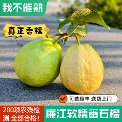 状元荔 广东软糯芭乐 5斤