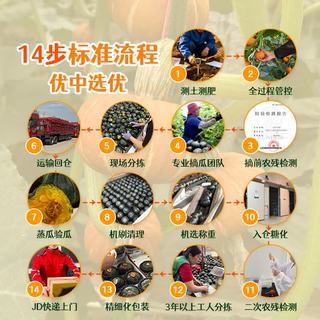 南小萌 金贝贝南瓜 板栗味 450g 2个装