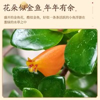 艺韵 金鱼吊兰盆栽四季观花植物金鱼花室内客厅观花植物四季常青豆瓣绿