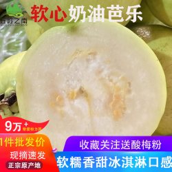 五岭之南 广西软糯白心芭乐 5斤