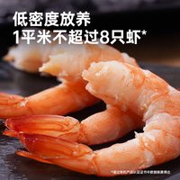 XYXT虾有虾途 盐田虾熟冻渤海基围虾