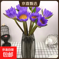 新鲜睡莲鲜花广州直发30CM带花苞家用水养瓶插 紫色睡莲10枝