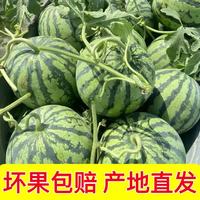 现摘麒麟西瓜 安徽周边次日达 6-8斤
